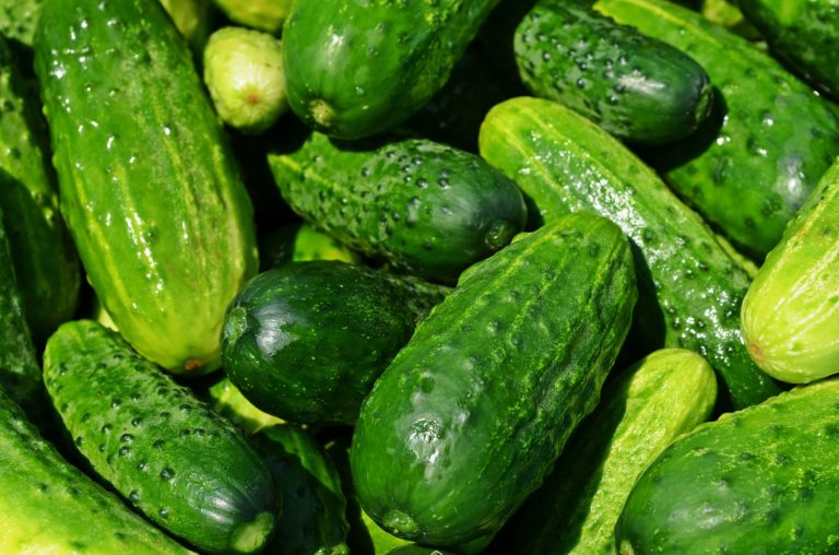 cucumbers-849269_1920